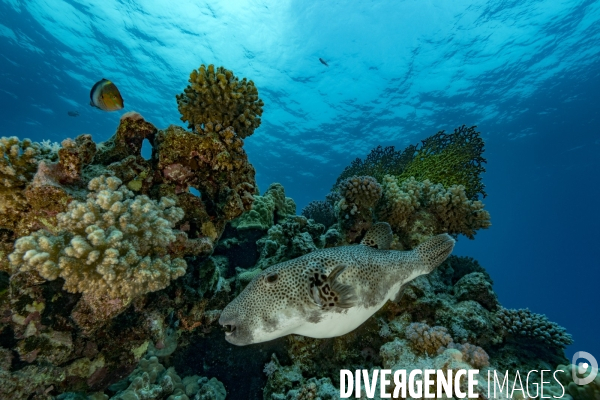 Poisson ballon étoilé (Arothron stellatus)