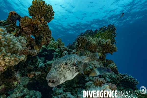 Poisson ballon étoilé (Arothron stellatus)