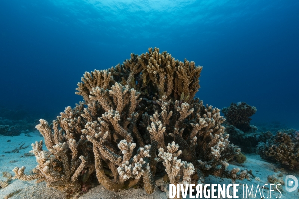 Corail Acropora sp