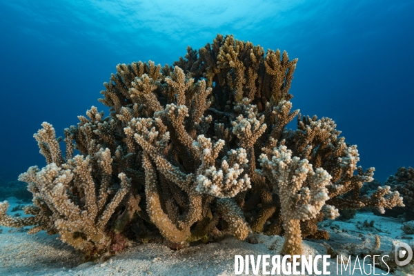 Corail Acropora sp