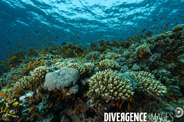 Tombant corallien de Mer Rouge