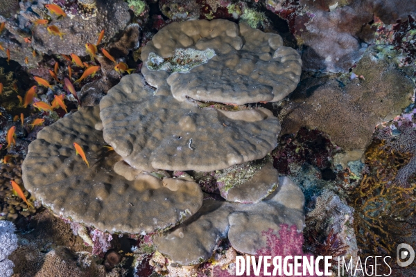 Coraux Porites sp. et anthias