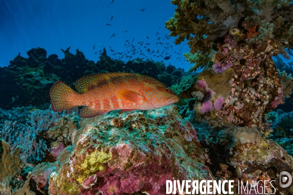 Mérou rouge au coeur du récif en Mer Rouge