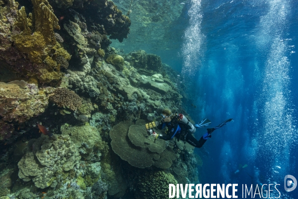 Photographe sous-marin devant un tombant en Mer Rouge