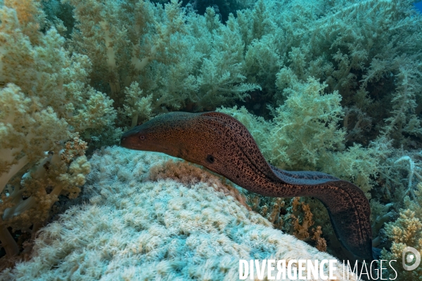 Murène de Java au milieu des alcyonaires en Mer Rouge