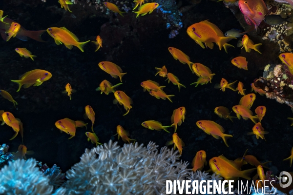 Banc d Anthias au-dessus des coraux en Mer Rouge