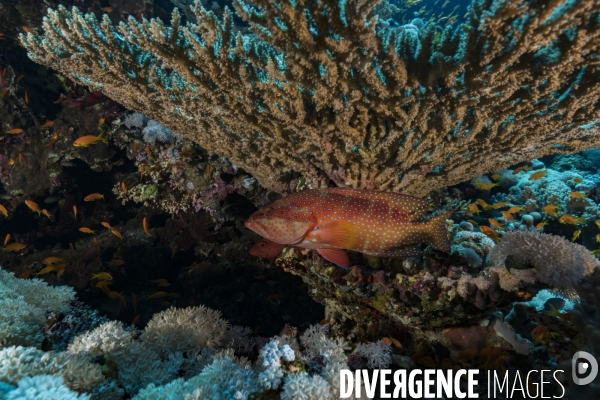 Mérou rouge sous un corail Acropore