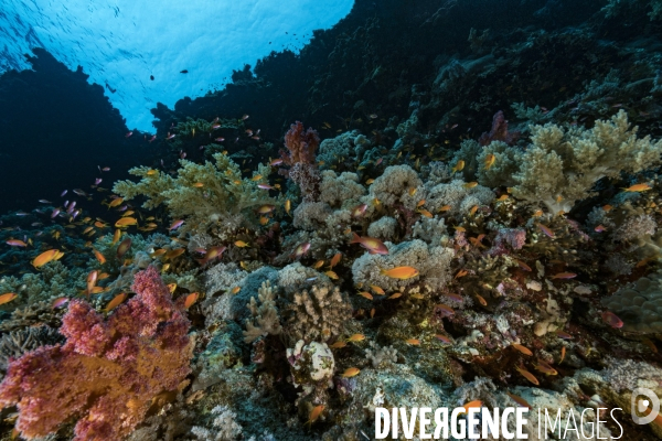 Banc d Anthias en Mer Rouge - School of Anthias in Red Sea