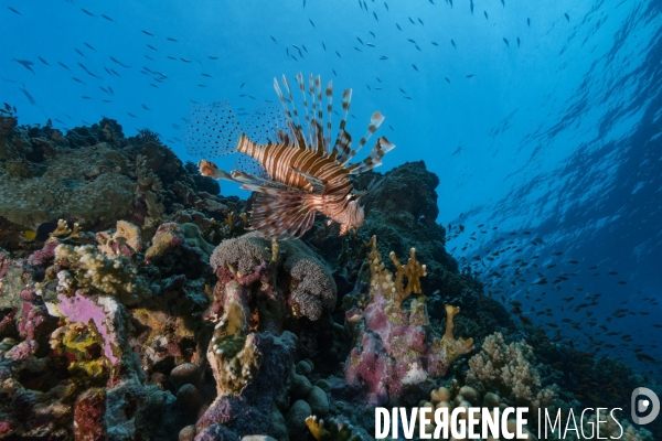 Immenses gorgones sur un tombant en Mer Rouge - Huge gorgonians on a drop off in Red Sea