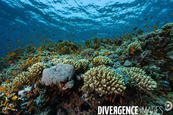 Immenses gorgones et banc d anthias en Mer Rouge - Huge gorgonians and school of anthias in Red Sea