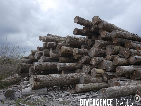 Filière Bois face à la Chine