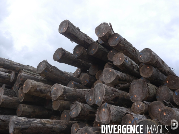 Filière Bois face à la Chine