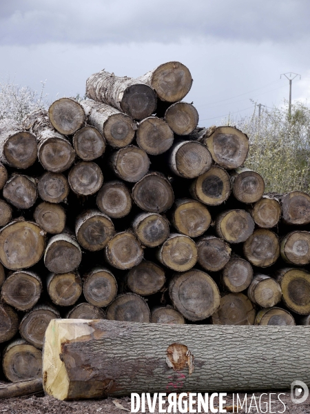 Filière Bois face à la Chine