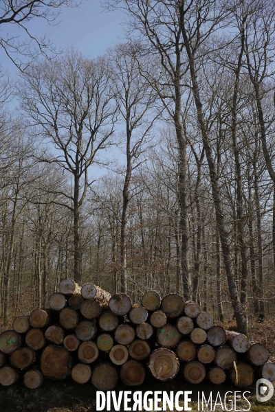 Filière Bois face à la Chine