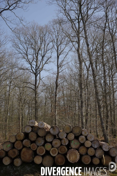 Filière Bois face à la Chine