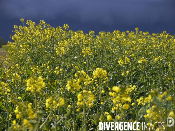 Printemps et giboulées