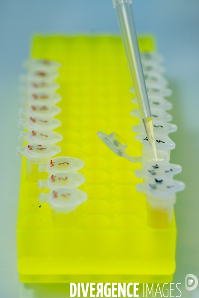 Activité de l équipe d Ana Buj Bello au sein du laboratoire Genethon.