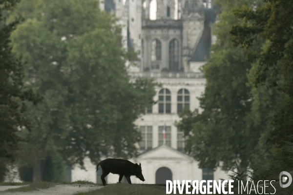 Le Domaine National de Chambord fête ses 500 ans
