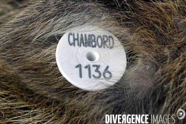 Le  panneautage  Domaine National de Chambord