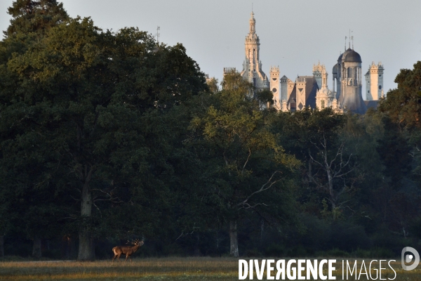 Le brame du cerf en forêt de Chambord