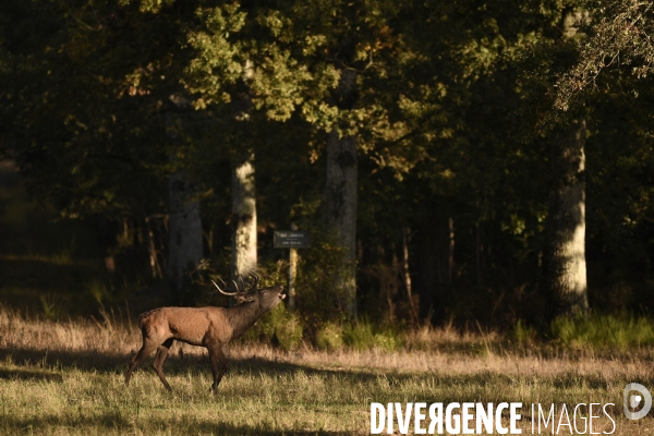 Le brame du cerf en forêt de Chambord