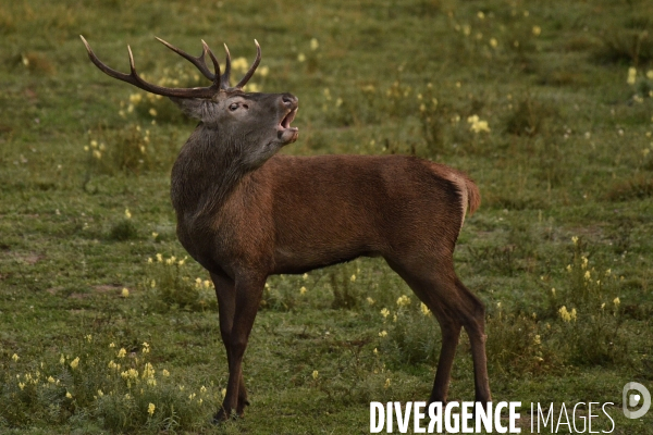 Le brame du cerf en forêt de Chambord