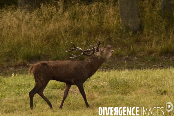 Le brame du cerf en forêt de Chambord