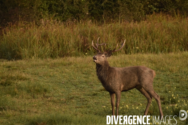 Le brame du cerf en forêt de Chambord