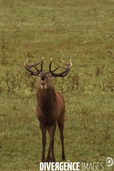 Le brame du cerf en forêt de Chambord