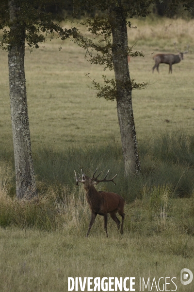 Le brame du cerf en forêt de Chambord