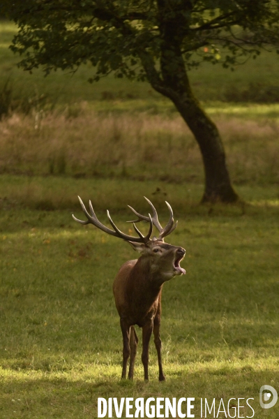 Le brame du cerf en forêt de Chambord