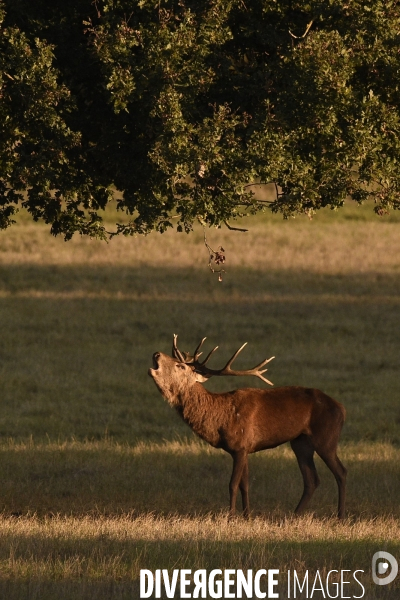 Le brame du cerf en forêt de Chambord par JeanMichel TURPIN