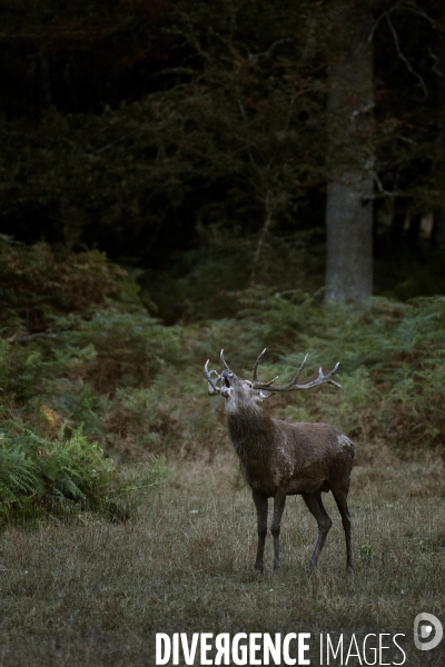 Le brame du cerf en forêt de Chambord