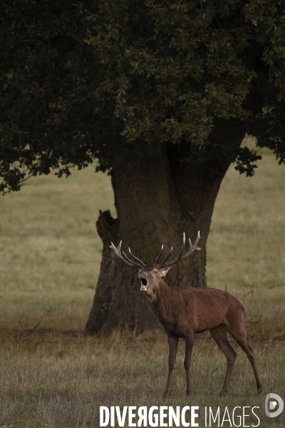 Le brame du cerf en forêt de Chambord