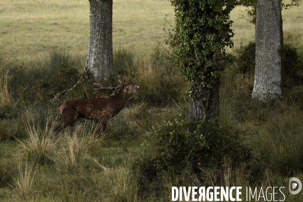 Le brame du cerf en forêt de Chambord