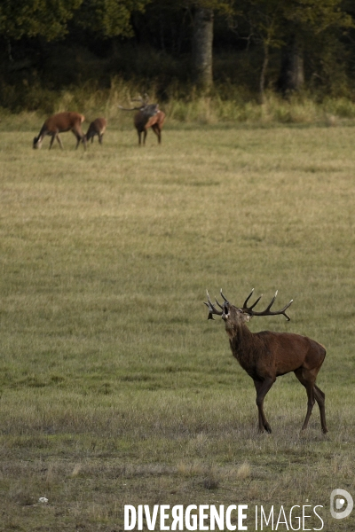 Le brame du cerf en forêt de Chambord