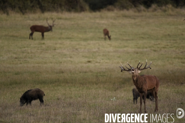 Le brame du cerf en forêt de Chambord