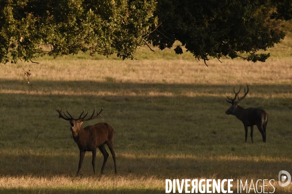 Le brame du cerf en forêt de Chambord