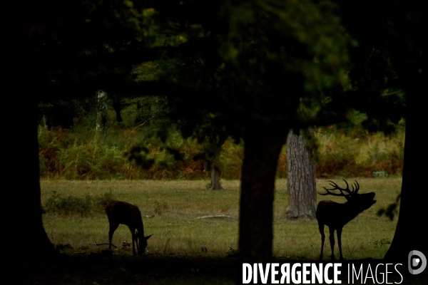 Le brame du cerf en forêt de Chambord