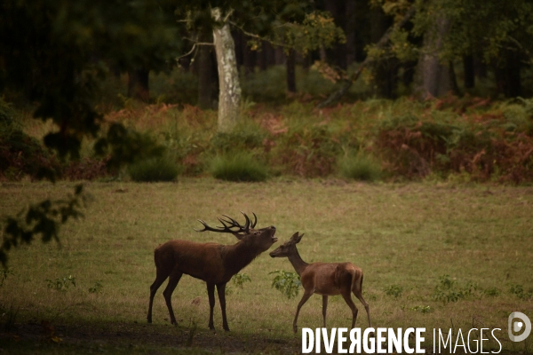 Le brame du cerf en forêt de Chambord