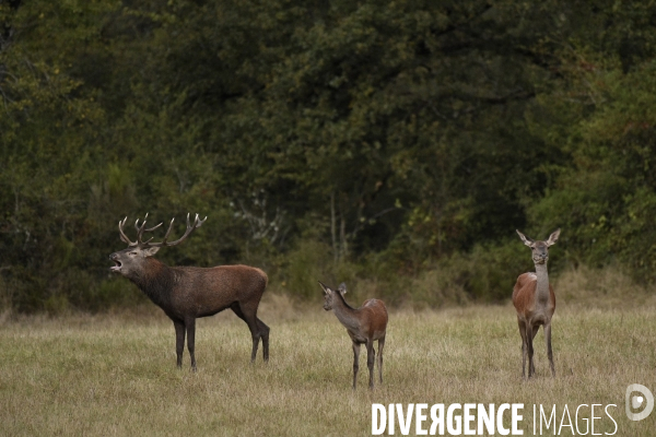 Le brame du cerf en forêt de Chambord