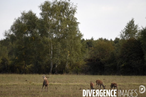 Le brame du cerf en forêt de Chambord par JeanMichel TURPIN