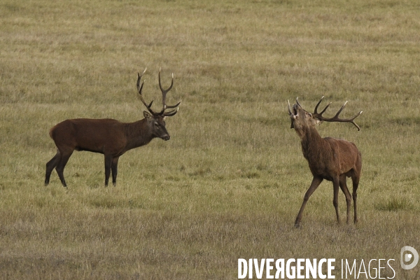 Le brame du cerf en forêt de Chambord