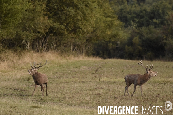 Le brame du cerf en forêt de Chambord