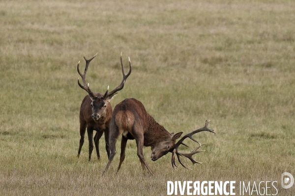 Le brame du cerf en forêt de Chambord