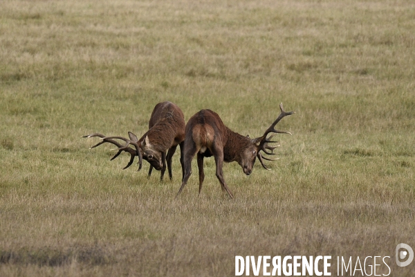 Le brame du cerf en forêt de Chambord