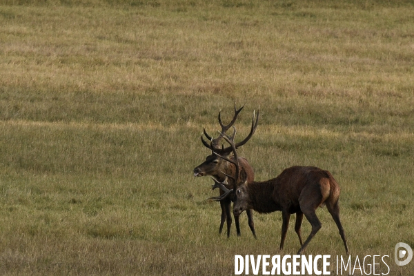 Le brame du cerf en forêt de Chambord