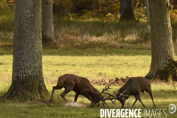 Le brame du cerf en forêt de Chambord