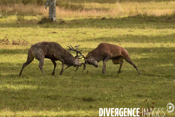 Le brame du cerf en forêt de Chambord