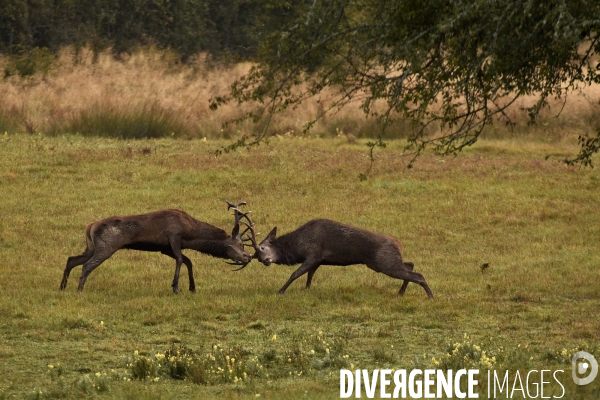 Le brame du cerf en forêt de Chambord